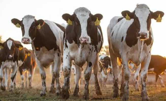 Healthy dairy cows at the farm