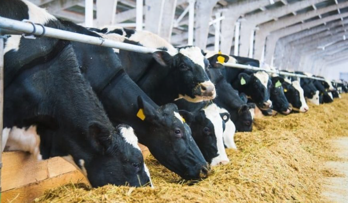 Cows in the farm feeding barn