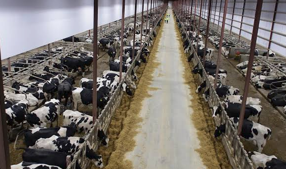 Farm barn with dairy cows in stalls