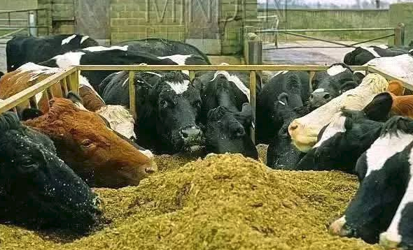 Dairy cows eating forage together at the feed trough