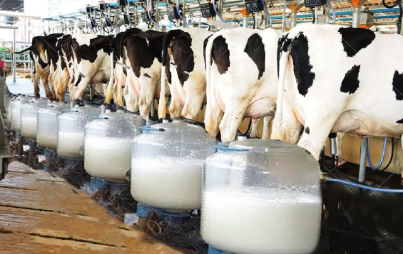 Milking the dairy herd