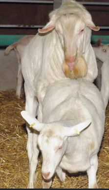 Goat breeding stock on the farm
